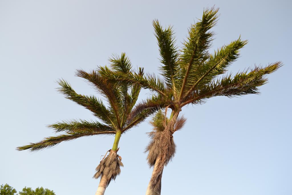 וילמסטאד Palm Trees Apartments חדר תמונה