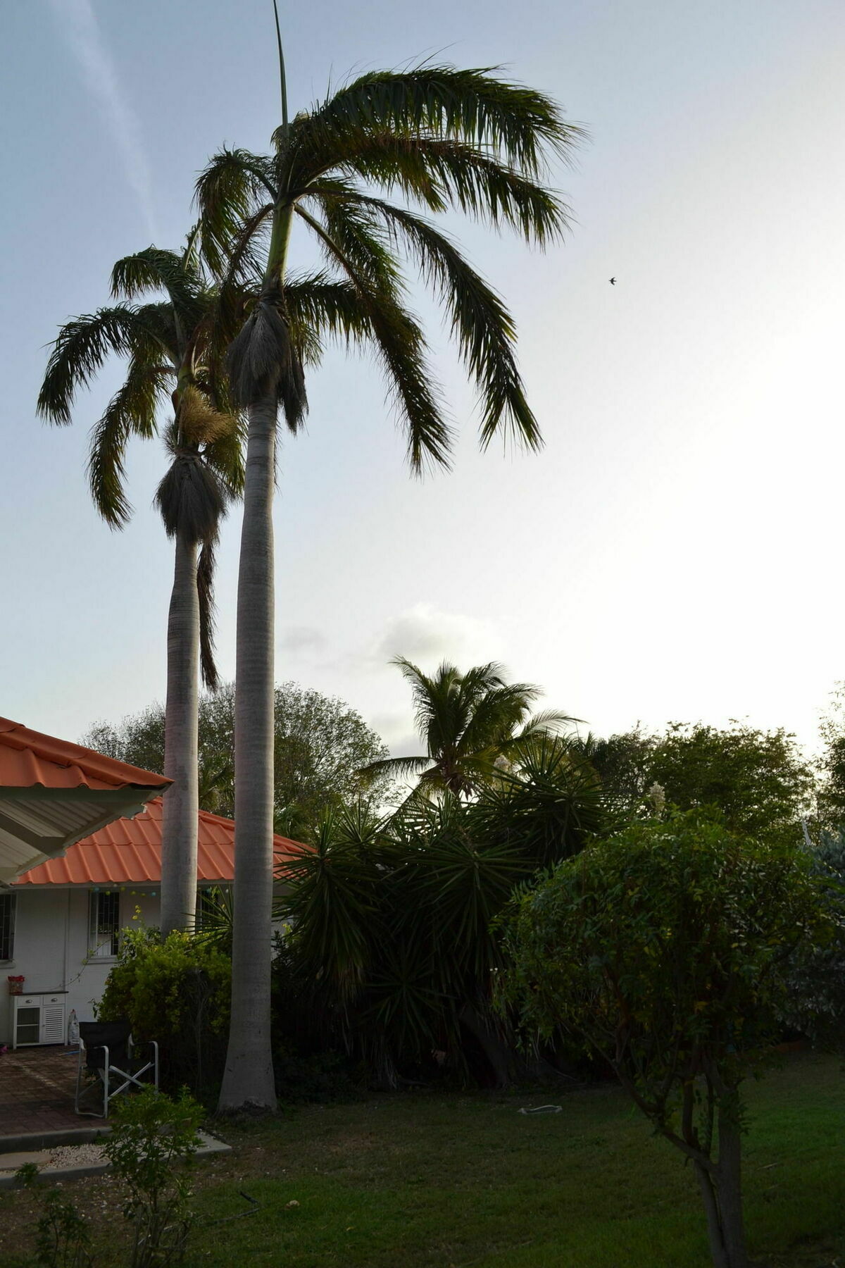 וילמסטאד Palm Trees Apartments מראה חיצוני תמונה